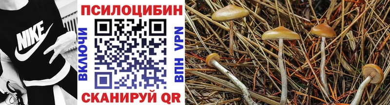 Галлюциногенные грибы Psilocybe Стерлитамак